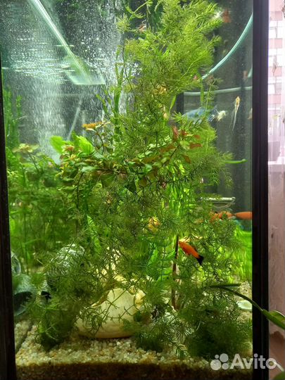 Водоросли для аквариума