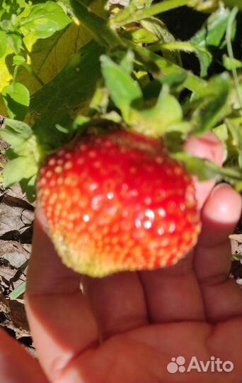 Рассада клубники