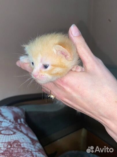 Котята донского сфинкса(метисы)