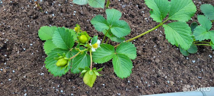 Рассада клубники. Более 50 сортов. Новинки 2023