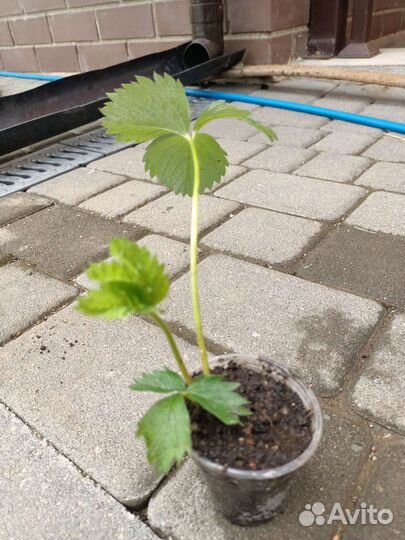 Рассада клубники