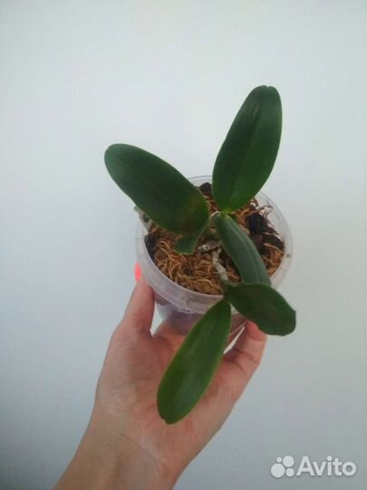 Орхидея каттлея leopoldi Black prince*aclandiae