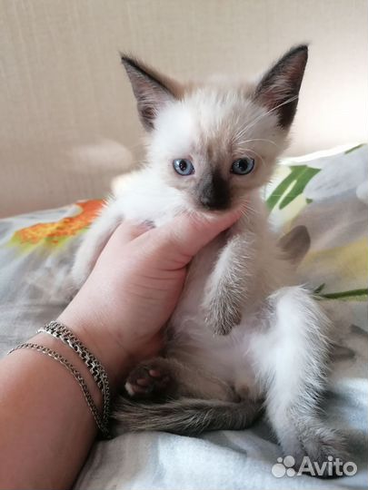 Балинезийская кошка