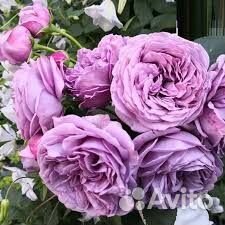 Роза Блю Скай Фри