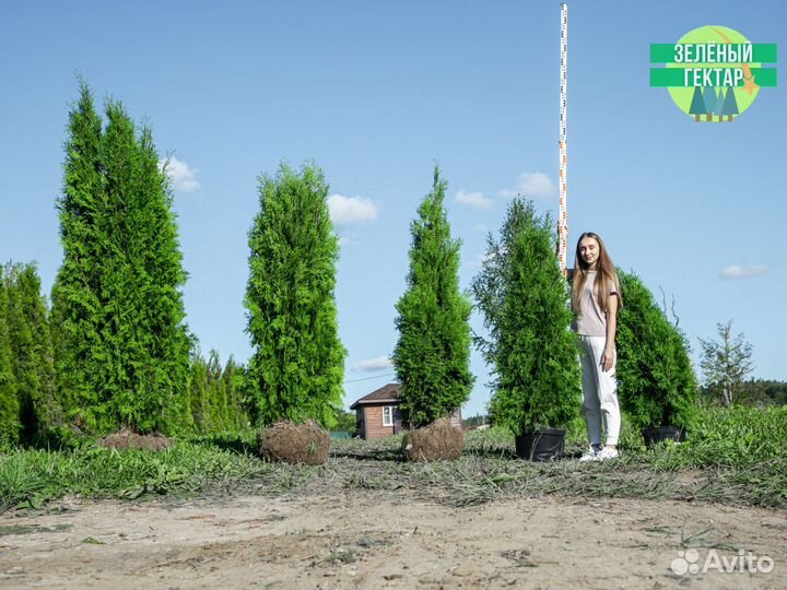 Туя колумна 1,4 м свежая копка 2023