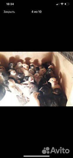 Цыплята подрощенные