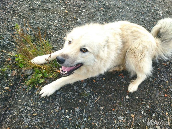 Метис самоеда