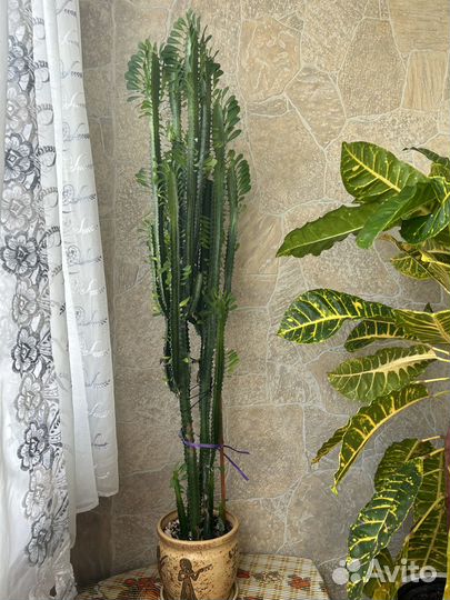 Молочай трехгранный