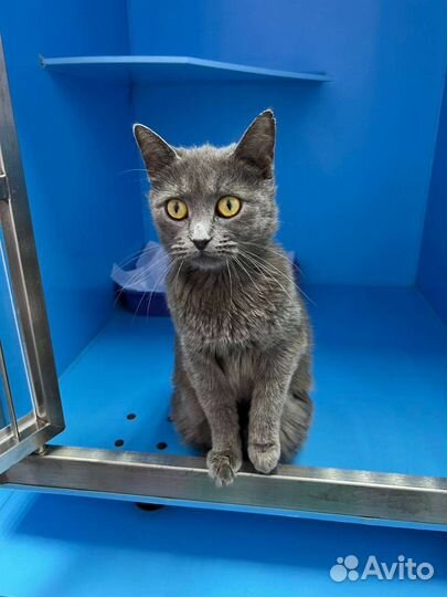Кошка русская голубая в добрые руки
