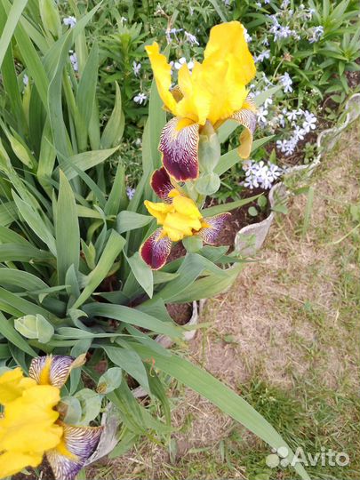 Ирис, хризантема