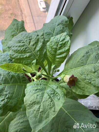 Белладонна (красавка) - взрослое растение в горшке