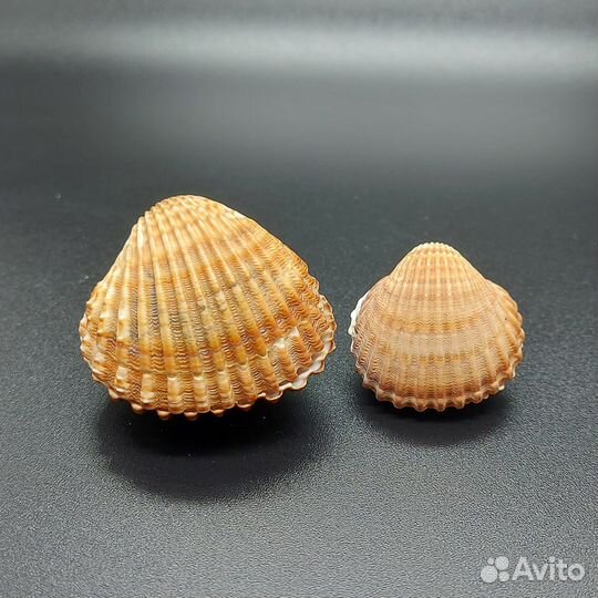 Морские раковины