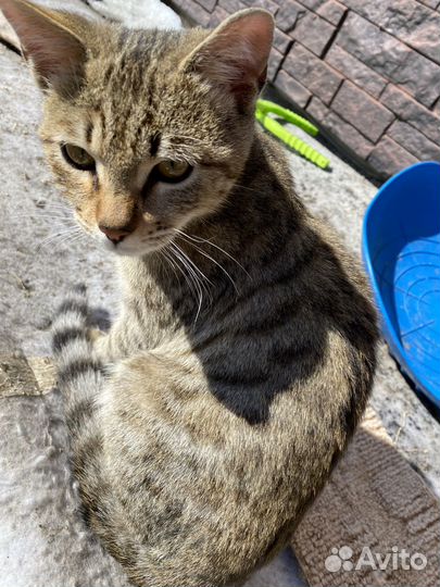 Котик, 6 месяцев, в добрые руки