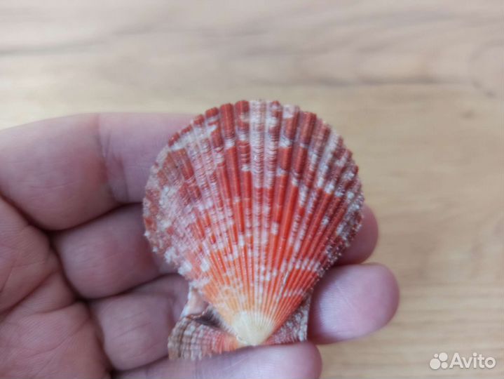 Морская раковина