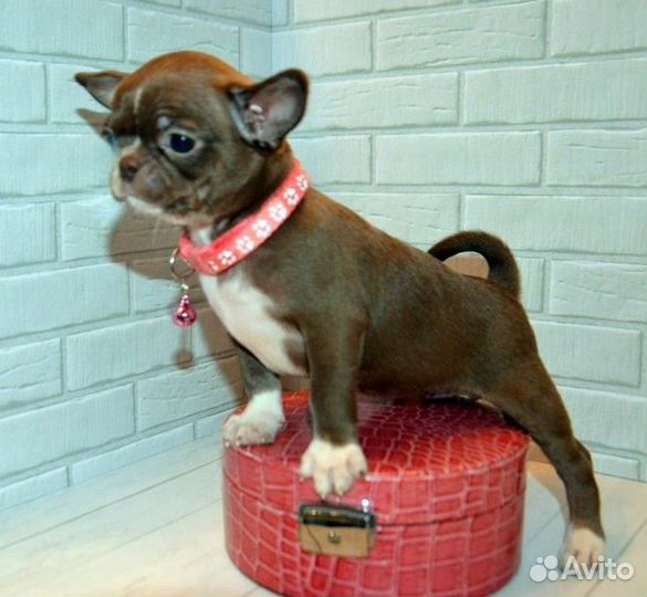 Чихуахуа очаровательные щенки разных окрасов