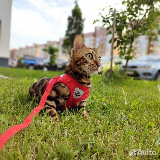 Шлейка поводок S для кошки