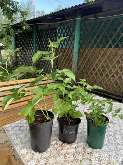 Малина Нижегородец