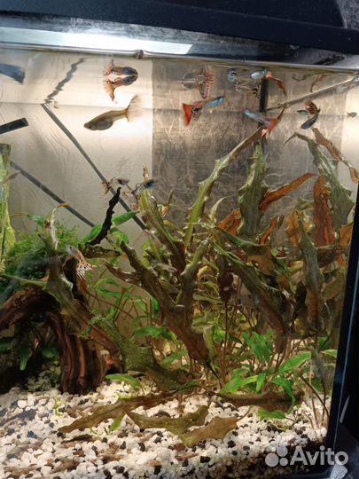 Аквариумные рыбки гуппи