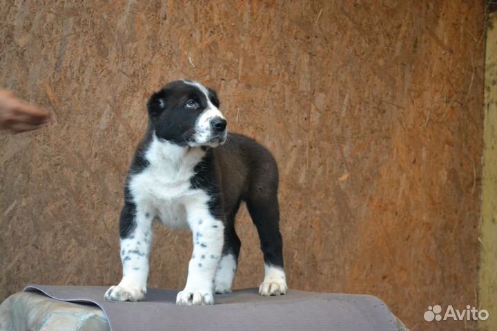 Щенки сао алабай