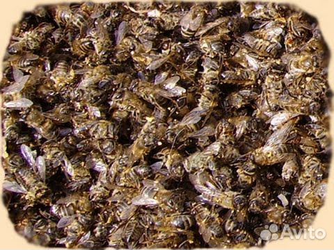 Пчелиный подмор