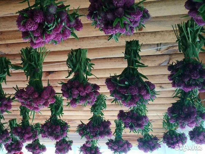 Клевер красный дикоросы