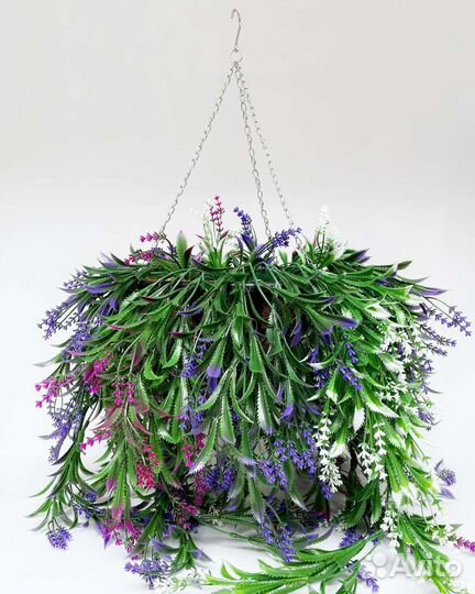 Ампельные растения в кашпо