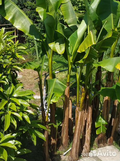 Банановая пальма