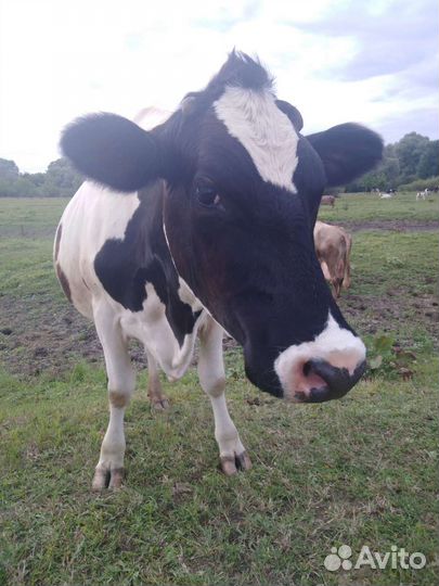 Корова дойная