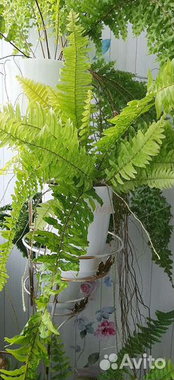 Папоротник Нефролепис вариегатный 'Golden Tiger'