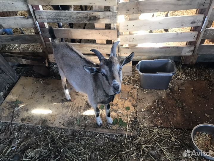 Козел,папа ламанча, мама альпочешка4,5мес
