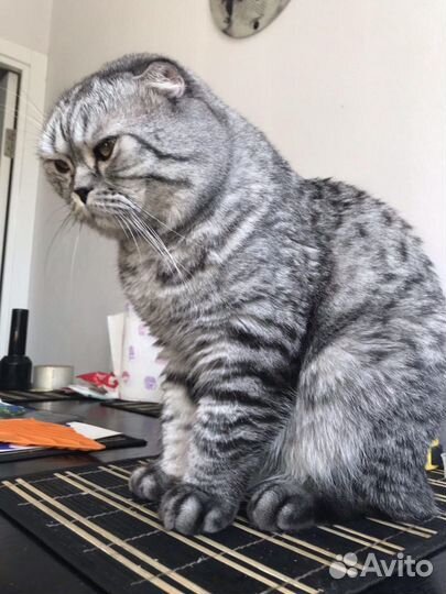 Зрелый и опытный кот на вязку