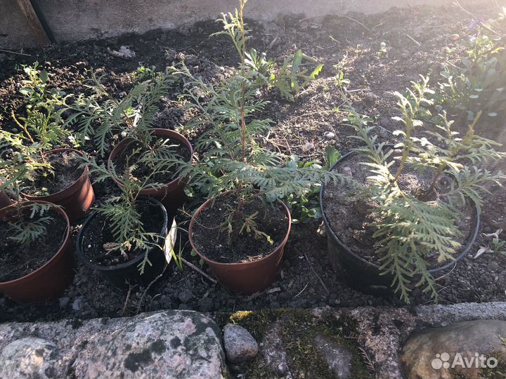 Саженцы туи