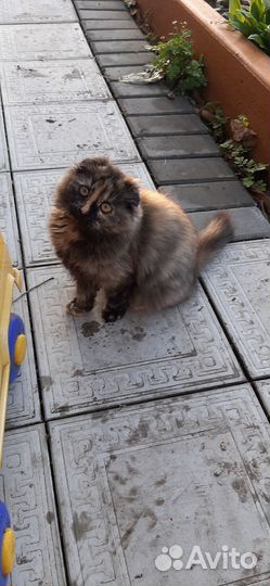 Отдам кошечку