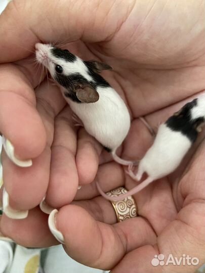 Декоративные мыши