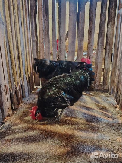 Петух джерсийский гигант