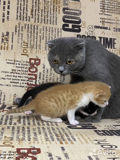 Вислоухие котята