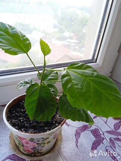 Гибискус (китайская роза)