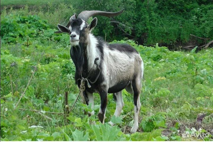 Козел альпийской, две козы