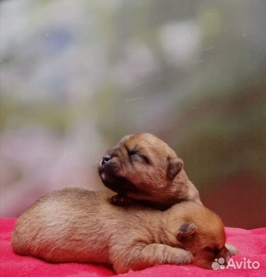 Мальчик норвич терьера