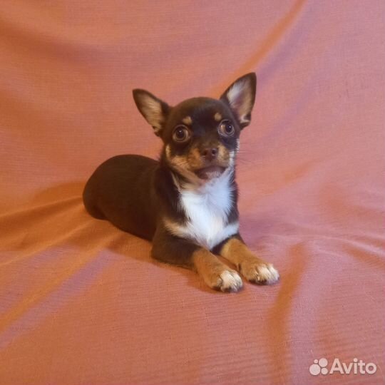 Девочка чихуахуа