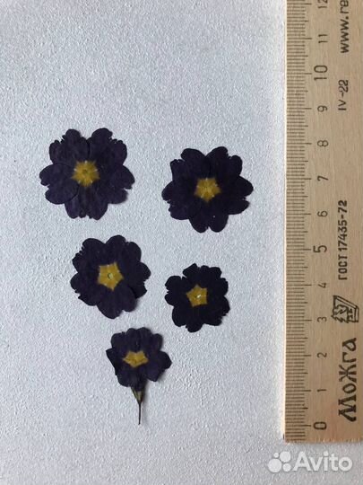 Сухоцветы для эпоксидной смолы