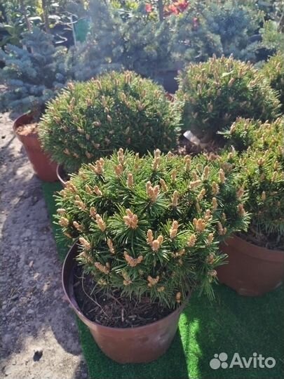 Бенджамин сосна