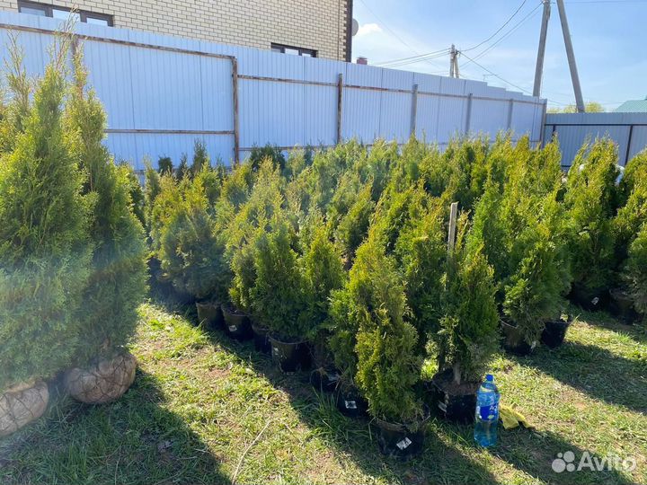 Туя смарагд в наличии с посадкой