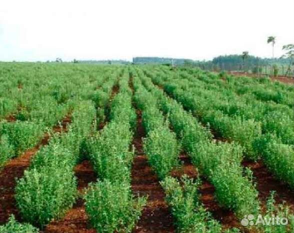 Растения стевия