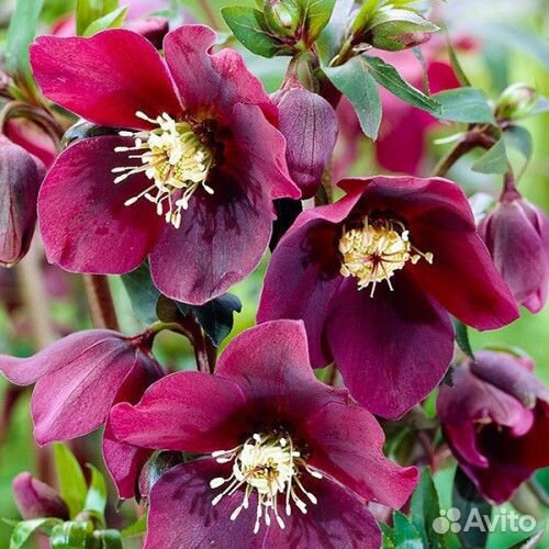 Морозники Пионы Руэллия