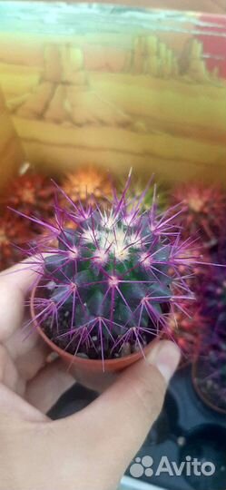 Эхинокактус