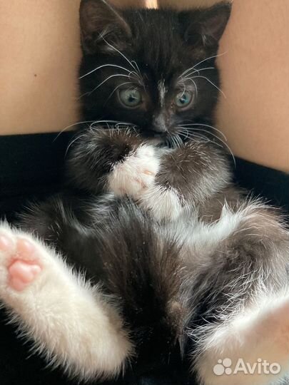 Котенок черный пушистый