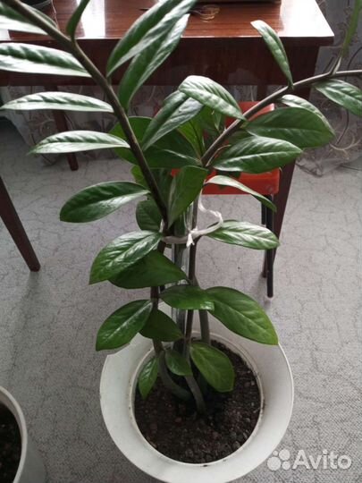 Замиокулькас