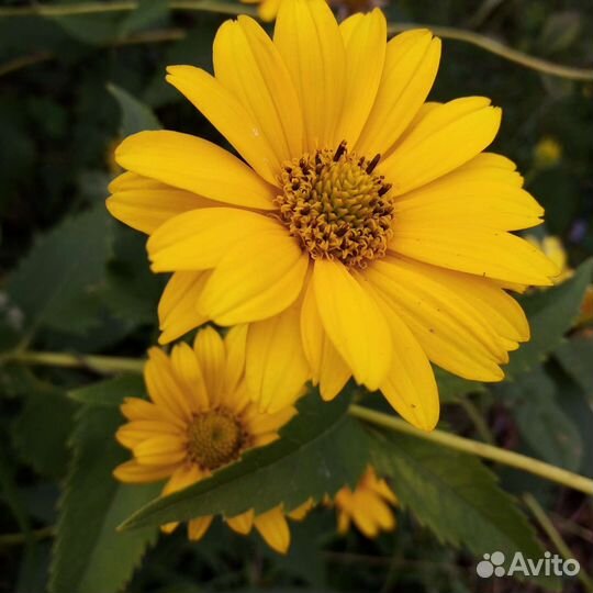 Садовые цветы многолетники