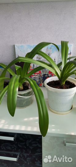 Комнатные растения